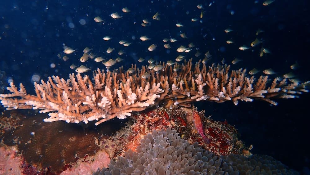 Sea Star Diving - View 4