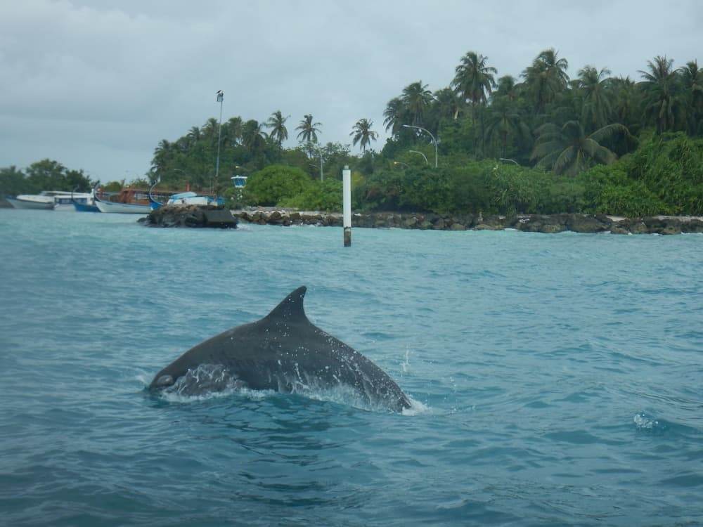 Ocean Beach Inn - Maldives - View 23