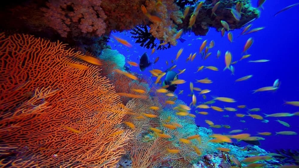 Club Kaafu Dhiffushi - View 44