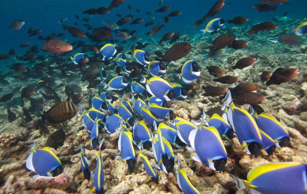 Hurawalhi Island Resort - View 27