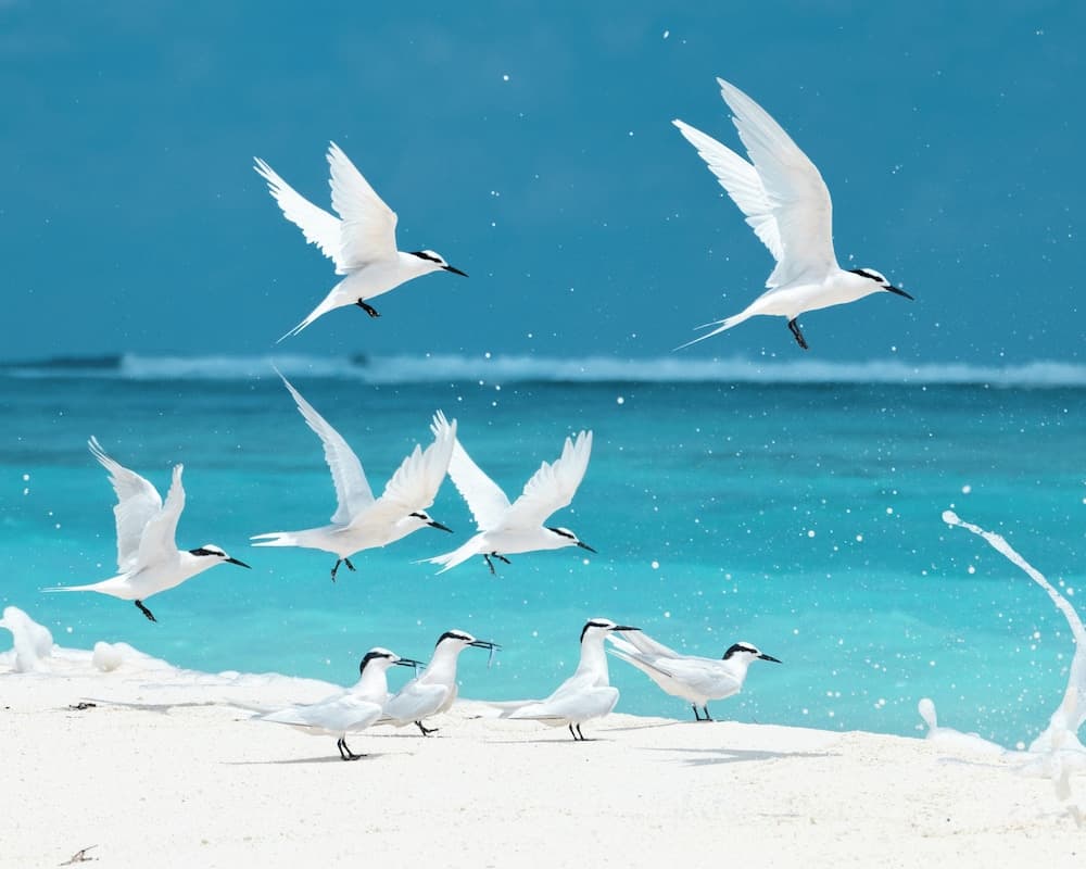 Fushi Beach Fenfushi - View 46