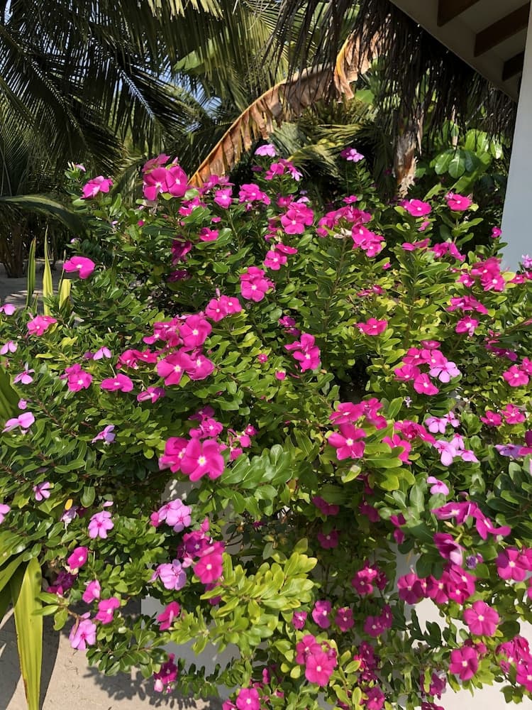 Tropical Sands Kelaa - View 11