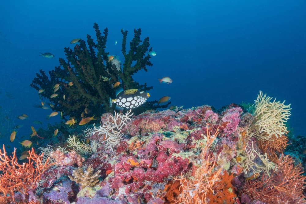 Milaidhoo Maldives - View 107