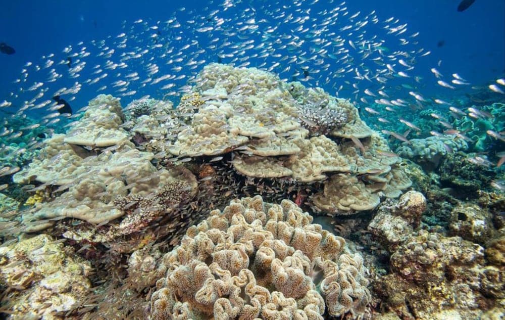 Hurawalhi Island Resort - View 66