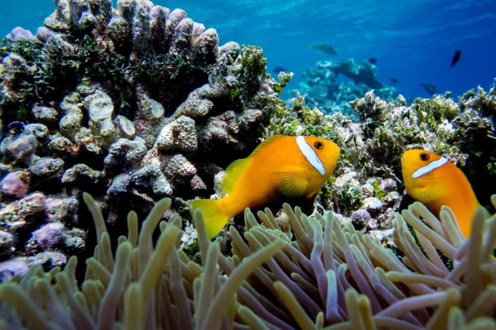 Detour Beach View - View 36