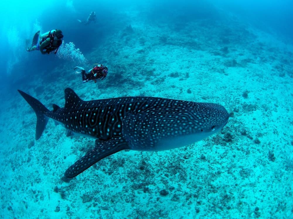 White Sand Dhigurah - View 4
