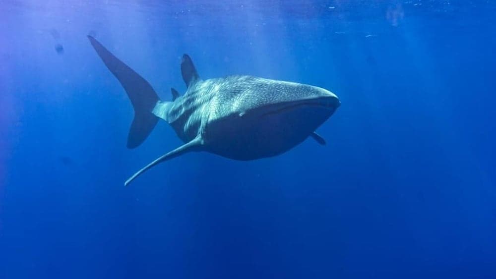 Tiger Shark Residence - View 28