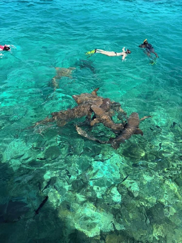 Velaa Vani - The Turtle Hive Maldives - View 11