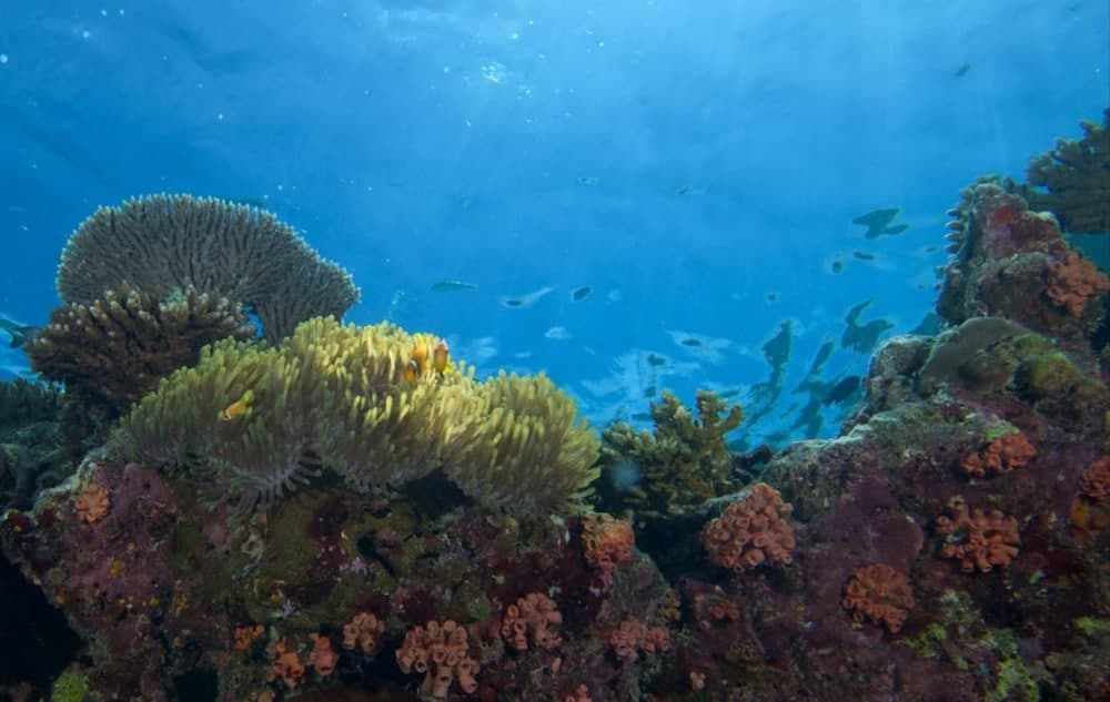 Hurawalhi Island Resort - View 47