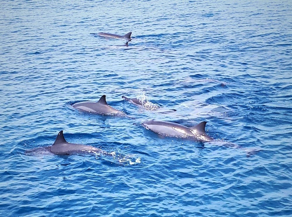 Explore Island Inn - View 15