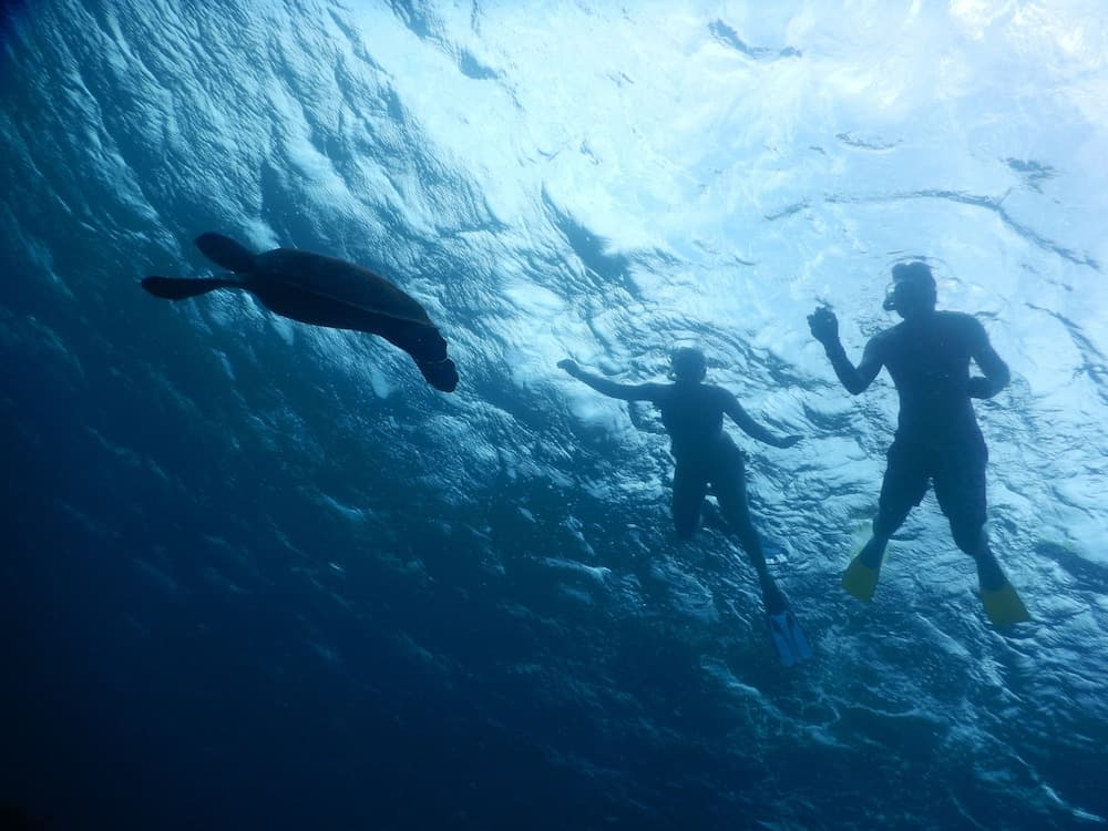 Equa Reef Maldives - View 37