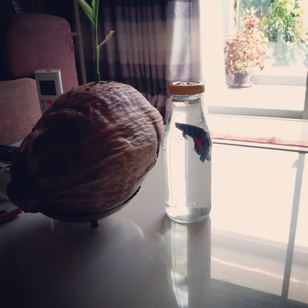 Amber Terrace lot.11125 R-1509 - View 13