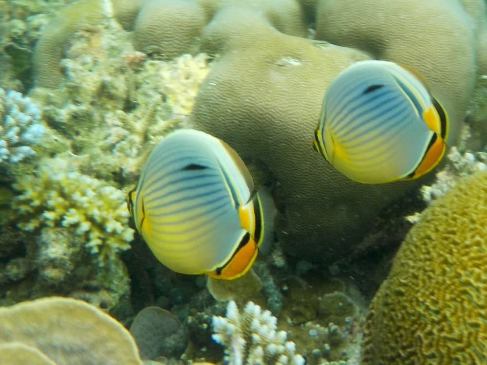 Vaali Maldives Island Escapes & Dive - View 28