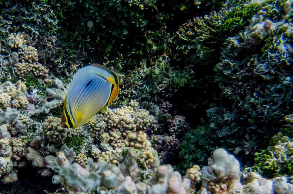 Detour Beach View - View 52