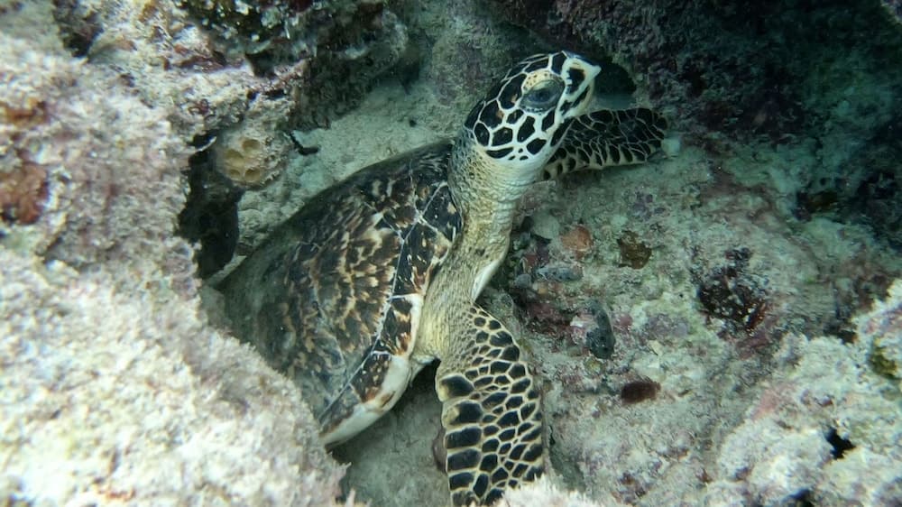 Yacht Fascination Maldives - View 23