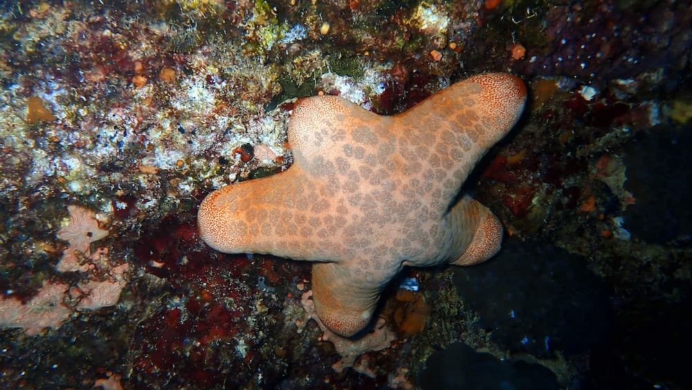 Sea Star Diving - View 20