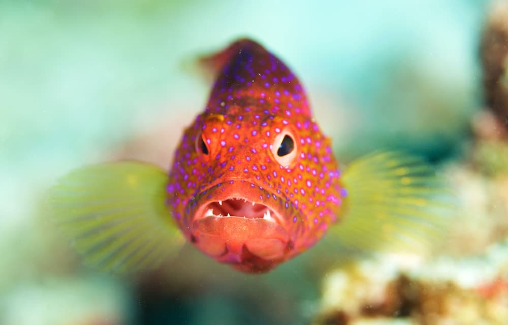 South Ari Dive Center - View 45