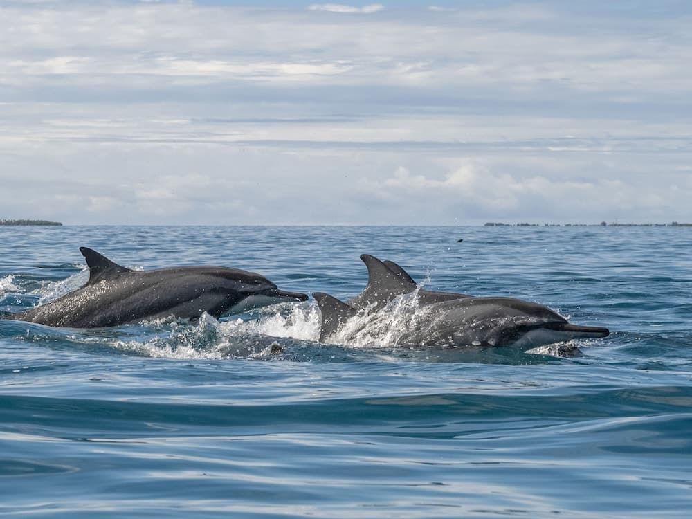 NH Collection Maldives Reethi Resort - View 28