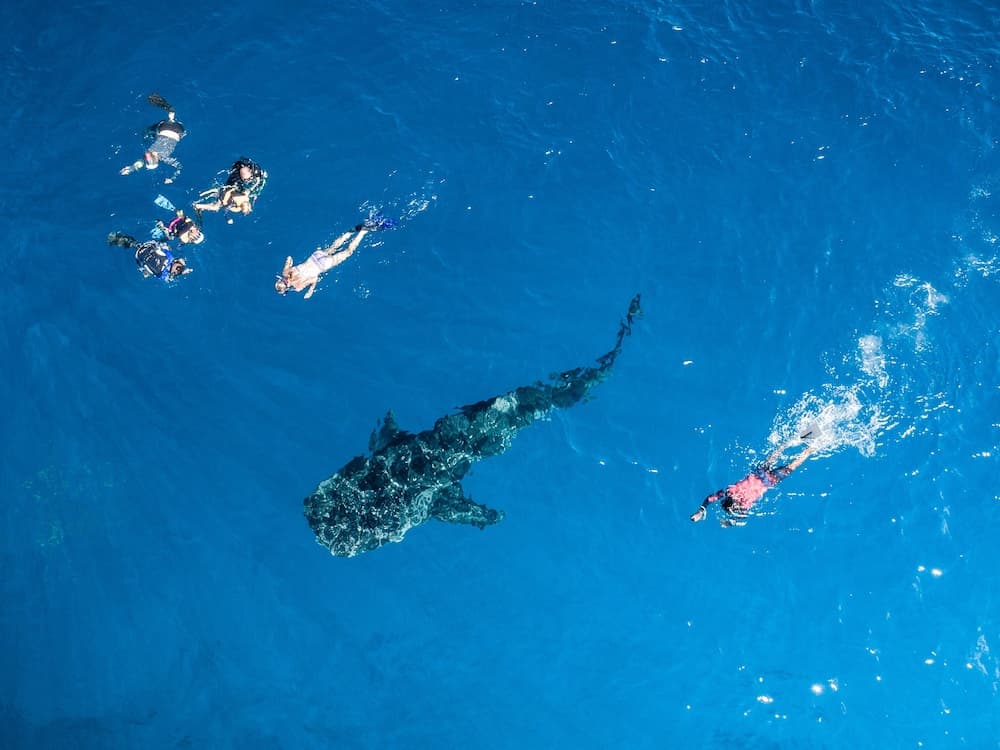South Ari Dive Center - View 56