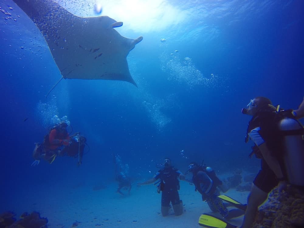 Equa Reef Maldives - View 43