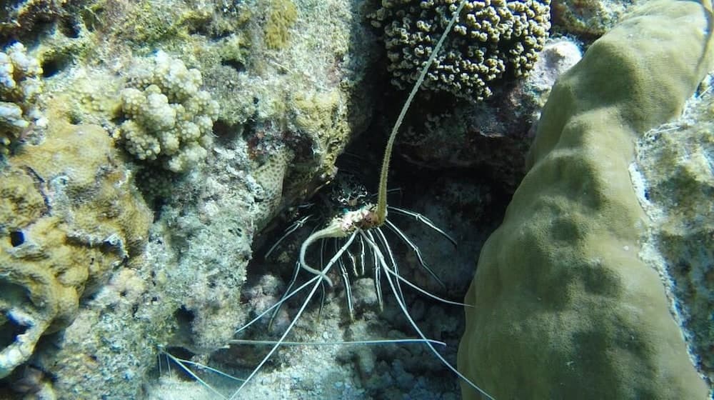 Ocean Village Maldives - View 31