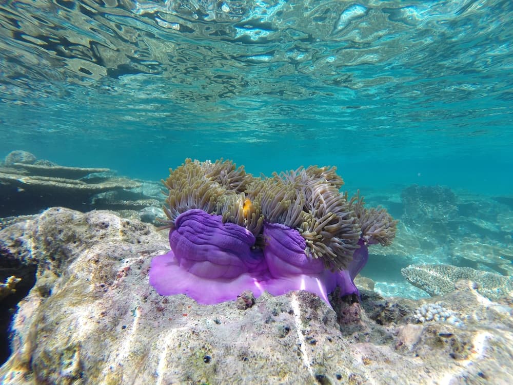 Noovilu Suites Maldives - View 19