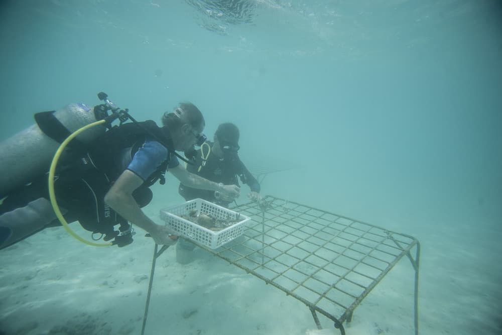 Taj Coral Reef Resort & Spa Maldives – A Premium All Inclusive Resort - View 69