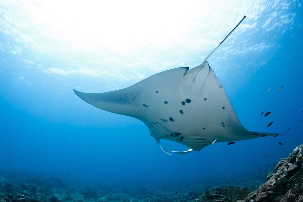 Ocean Beach Inn - Maldives - View 28