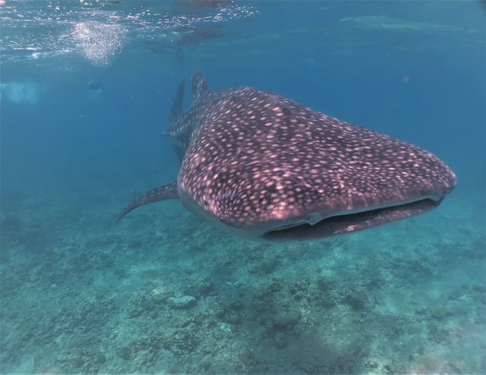 Akasha Beach Maafushi - View 37