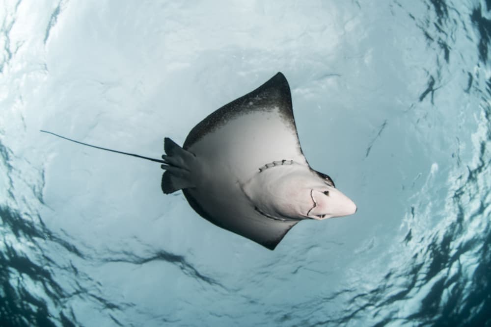 Sandies Bathala - View 60