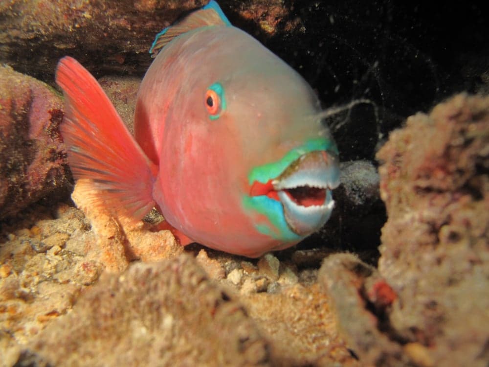 Annama Lodge And Dive - View 83