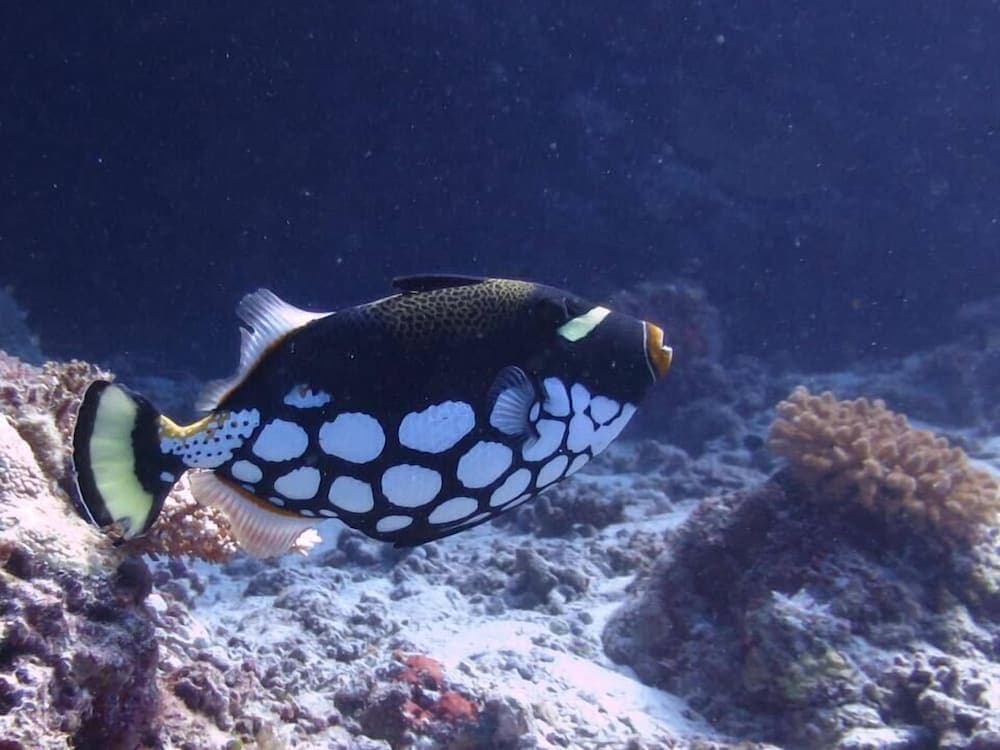 Rasdhoo Holiday Home - View 70