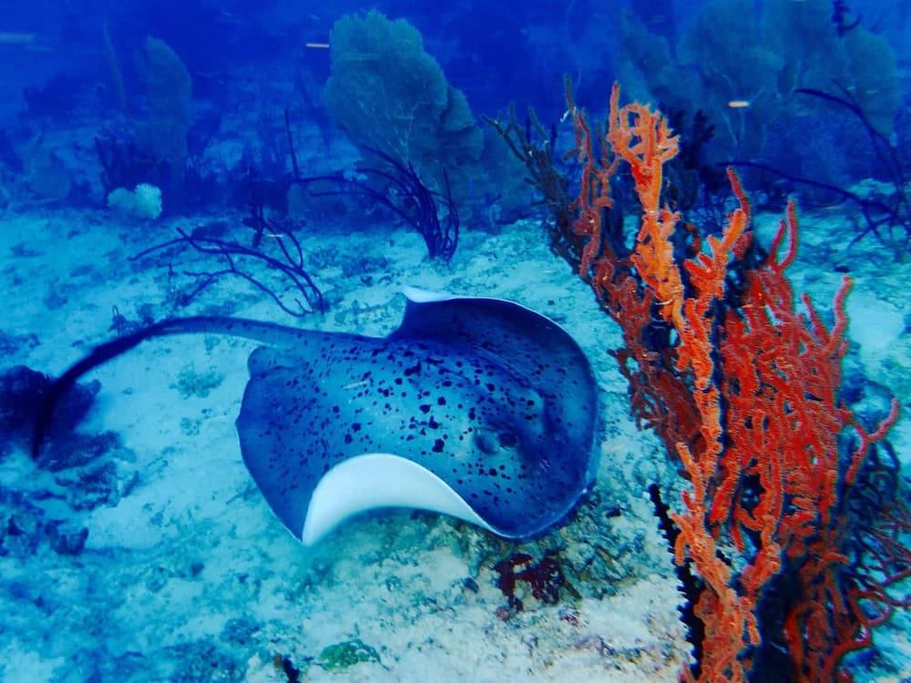 Grand Park Kodhipparu - View 74