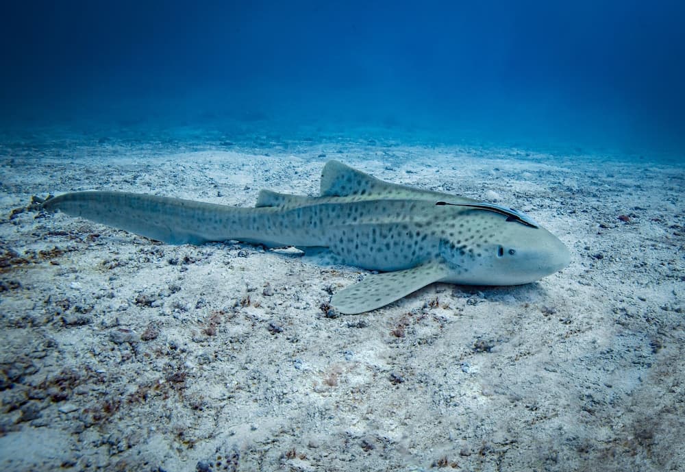 Kuredhivaru Resort & Spa Maldives - View 98