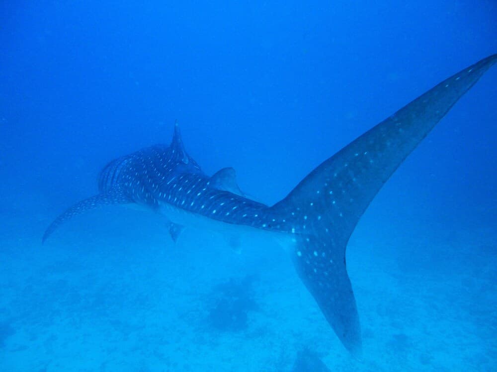 La Cabana Maldives - View 31