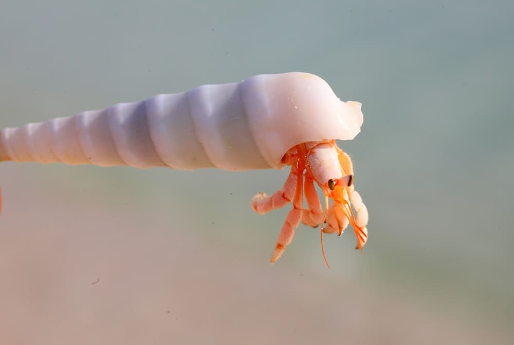 Ocean Villa with pool & spa - View 14