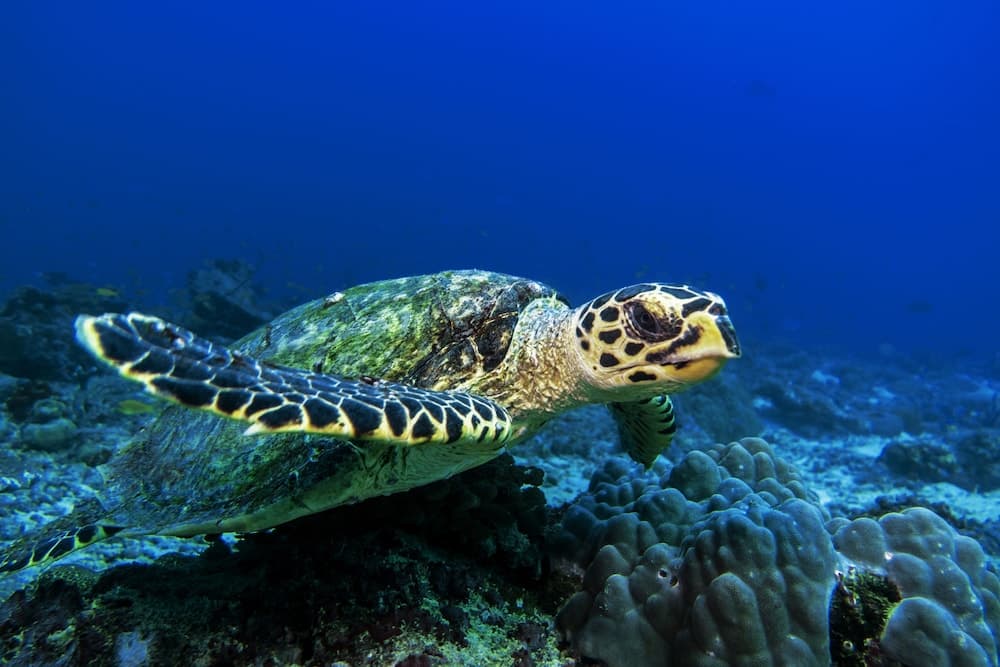 Global Residence - View 22