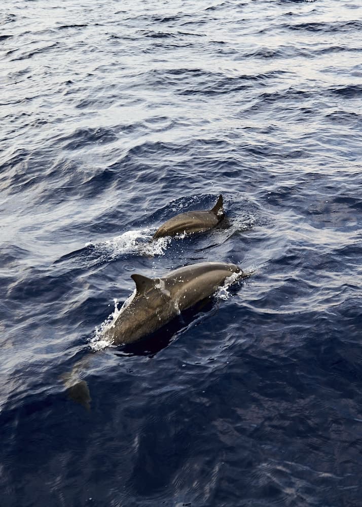 Soneva Jani - View 232