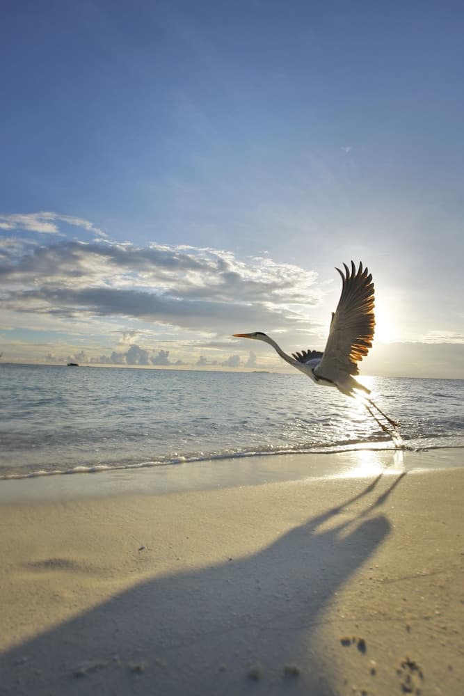Velassaru Maldives - View 46