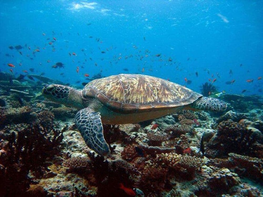 Charming Holiday Lodge - View 33