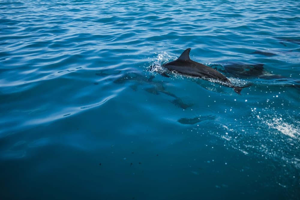 Rahaa Resort Maldives - View 123