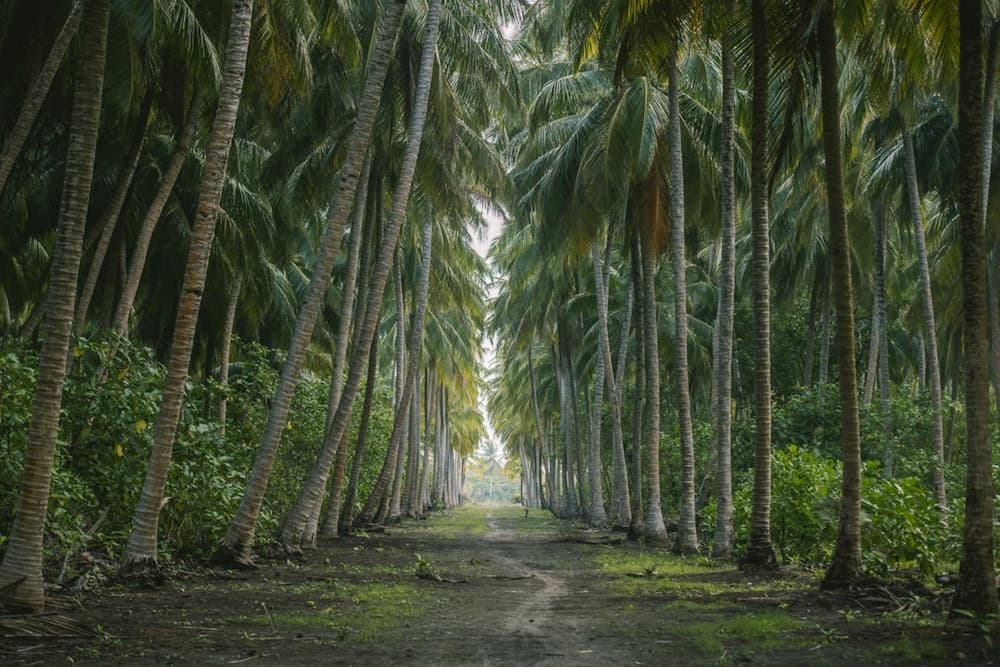 Reveries Maldives - View 48