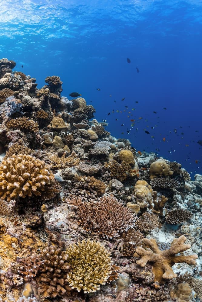 Finolhu, A Seaside Collection Resort, a Member of Design Hotels - View 72