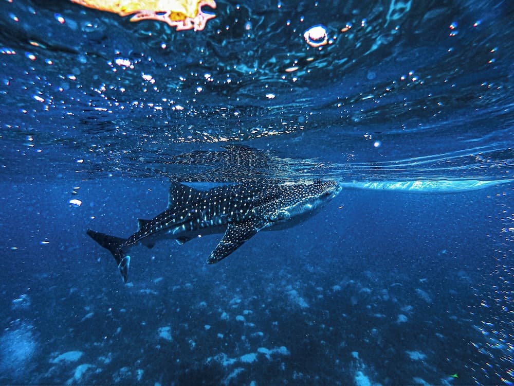 Hotel Whale Lagoon Maldives - View 106