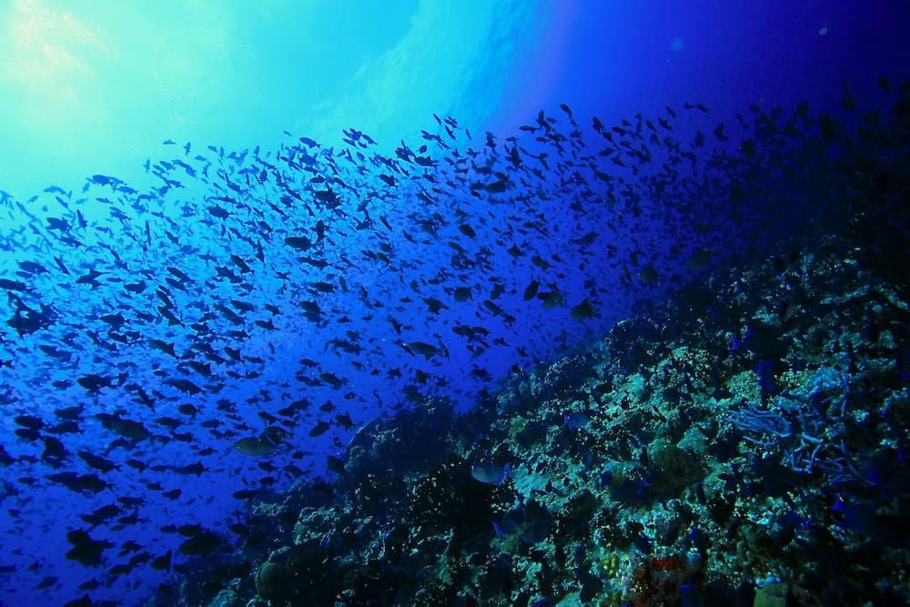 Jerrys Dive Lodge - View 3