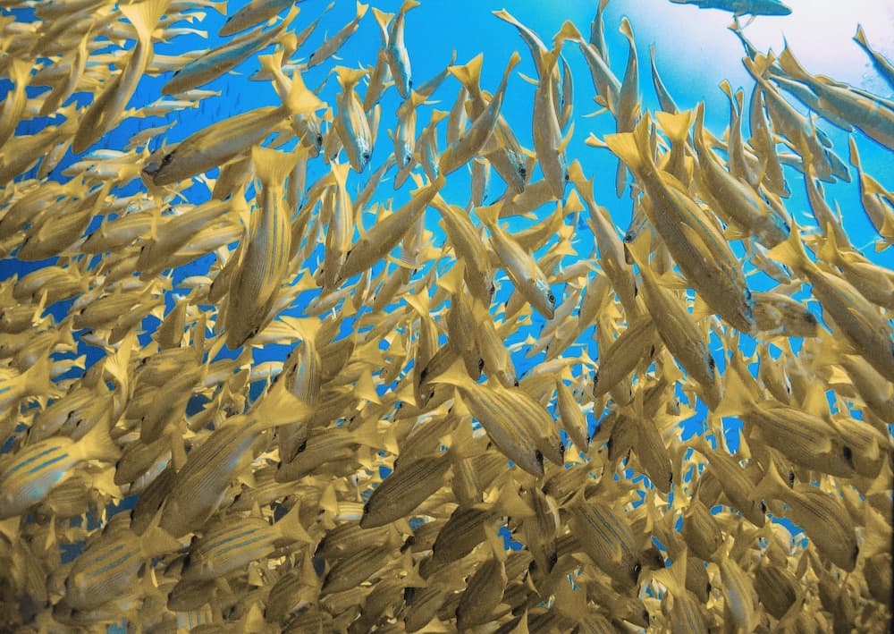 Bliss Dhigurah - View 45