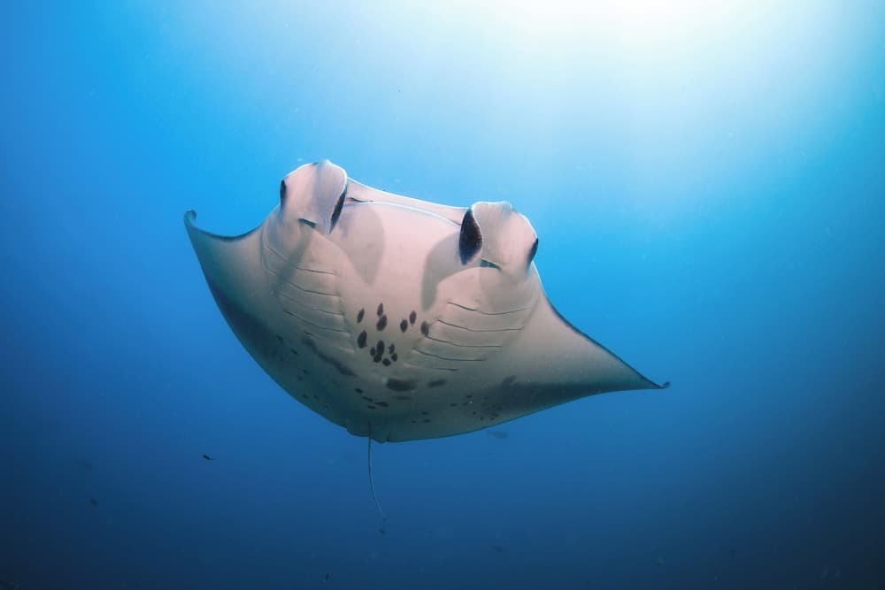 Six Senses Kanuhura - View 45