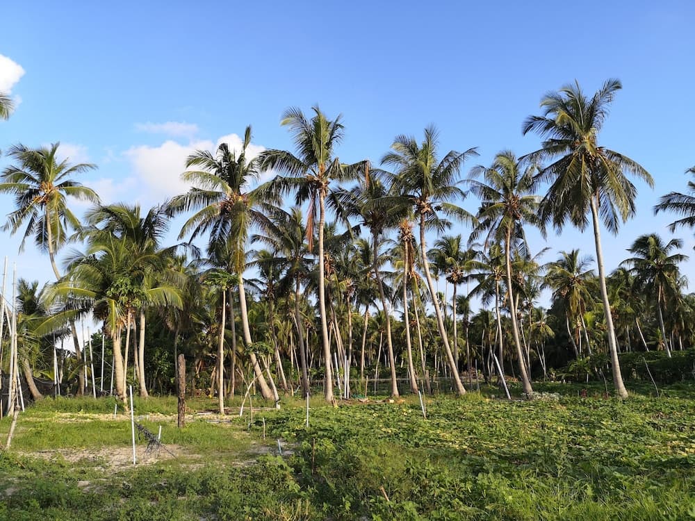 Thila Farm View Guest House - View 44