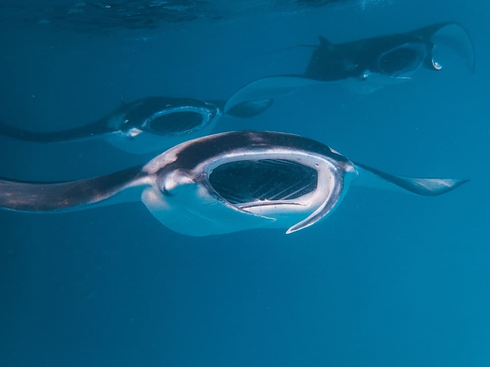The Nautilus Maldives - View 85