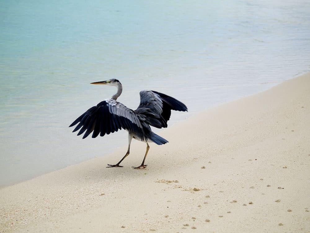 Annama Lodge And Dive - View 70